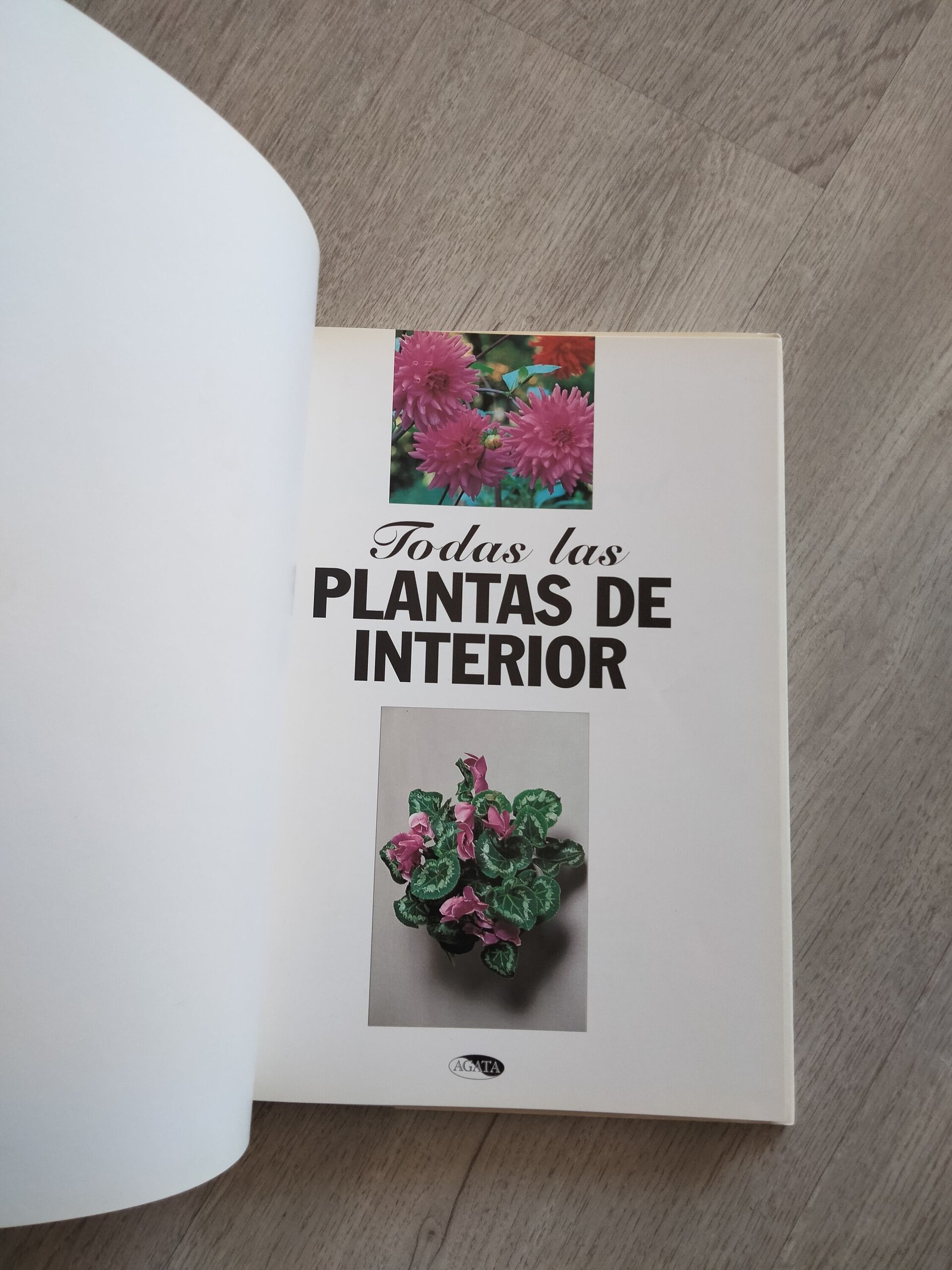 Todas las plantas de interior - 6