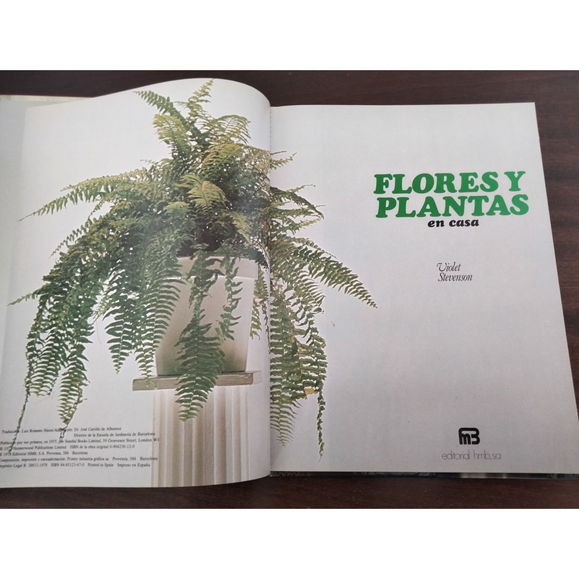 Flores y plantas en casa - 4