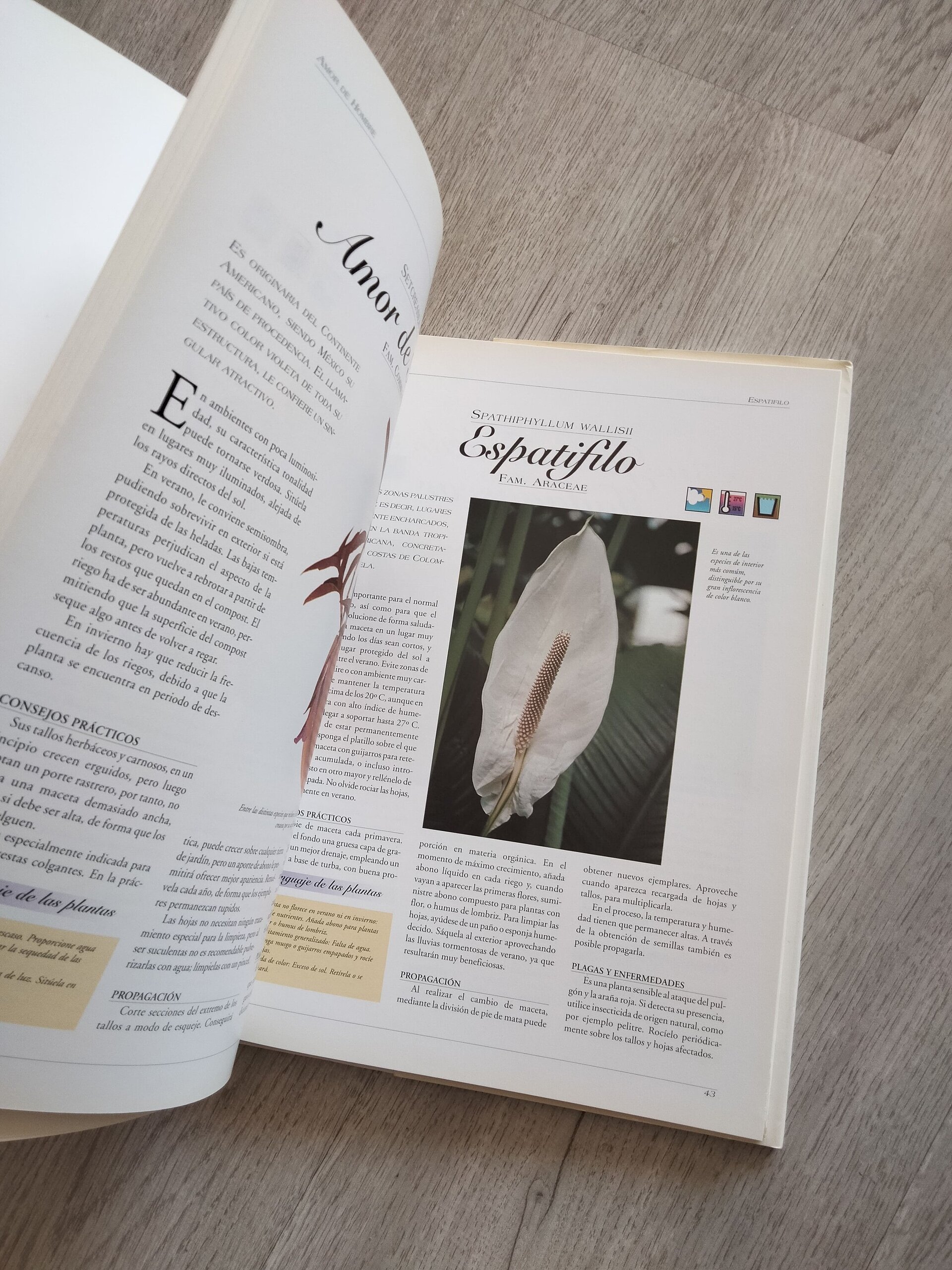 Todas las plantas de interior - 9