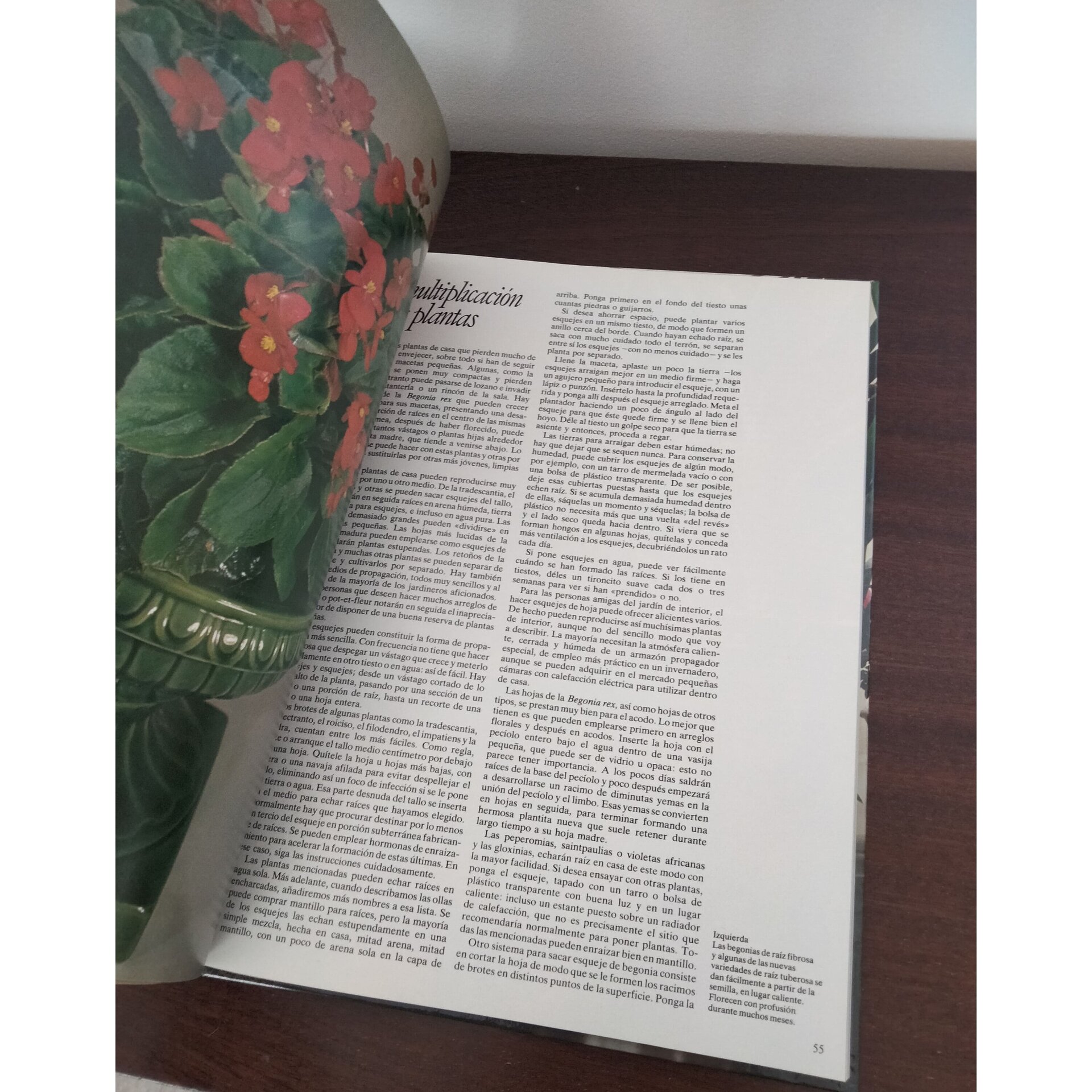 Flores y plantas en casa - 7