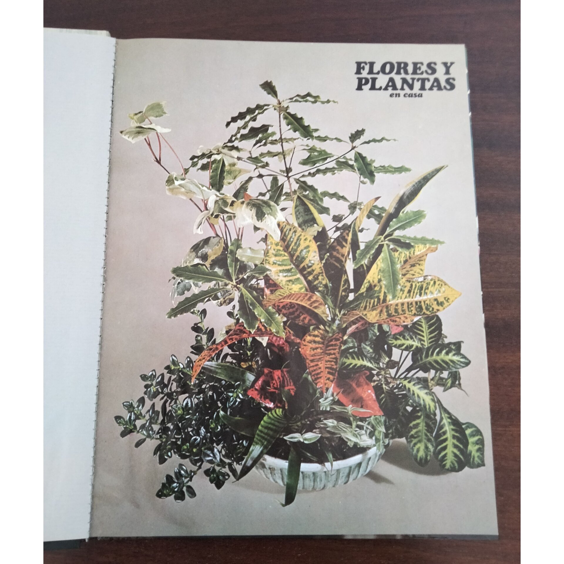 Flores y plantas en casa - 6