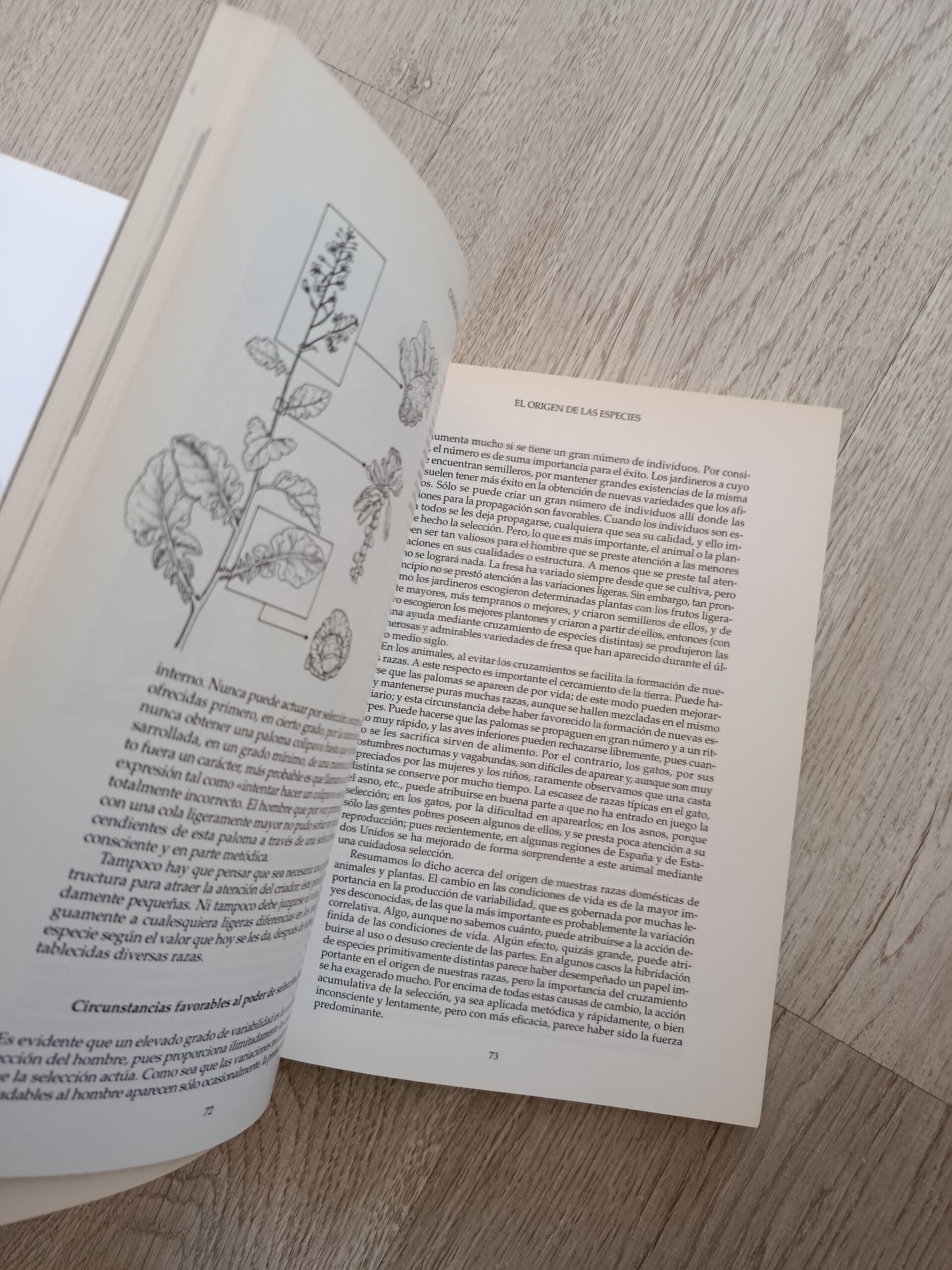 El origen de las especies - Charles Darwin (ilustrado) - 7